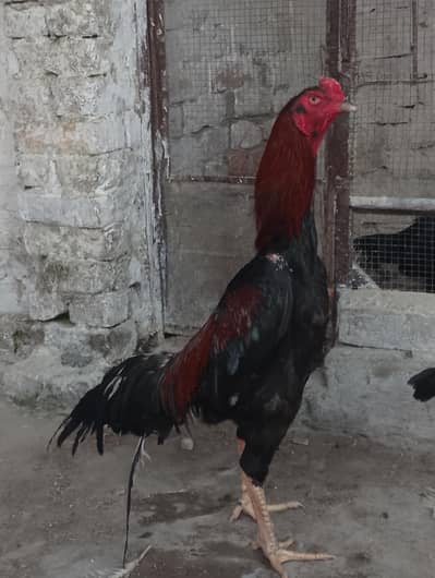 Pure Aseel Shamoo Age 1 Year