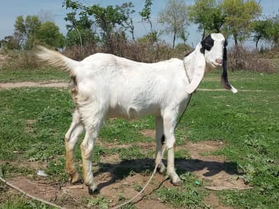 bakri for sale Sath madi ha