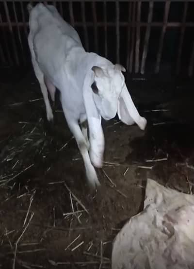 Goat with female kid