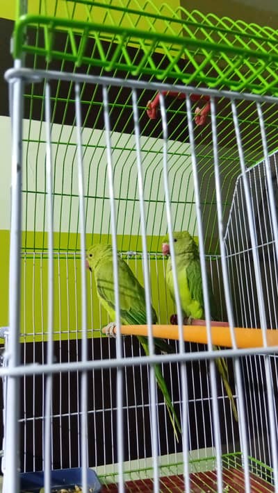 Green ringneck parrot