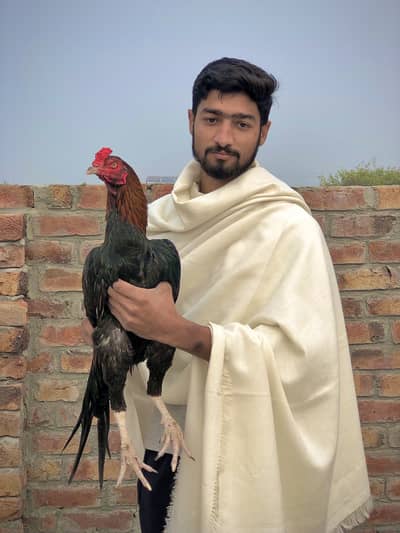 Aseel murga a boht acha ghr rakhna ka leya long tail a