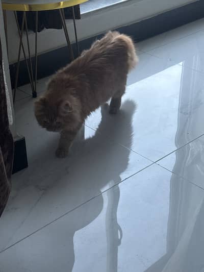 A healthy cat 4.5 months