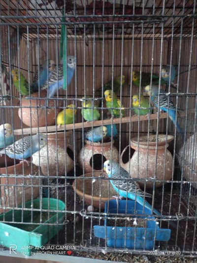 Australian parrot pairs available