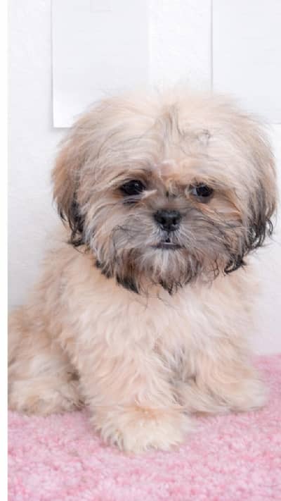 shih tzu female puppy 1.5 month old
