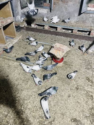 20 bachy hain 50 barre hain or achi nasal wale hain fee kabotar 1200