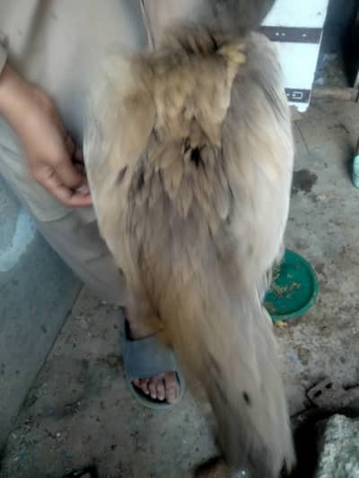 healthy and active female with four chicks