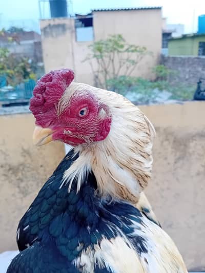 Aseel amroha merthi cross