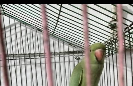 green parrot