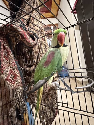 Raw Parrots 2x (Kashmiri)
