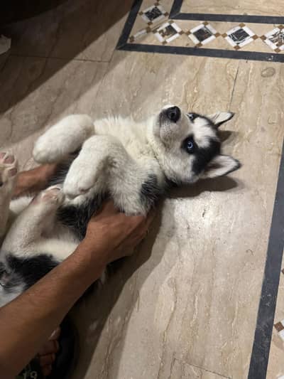 Pure siberian husky females for sale