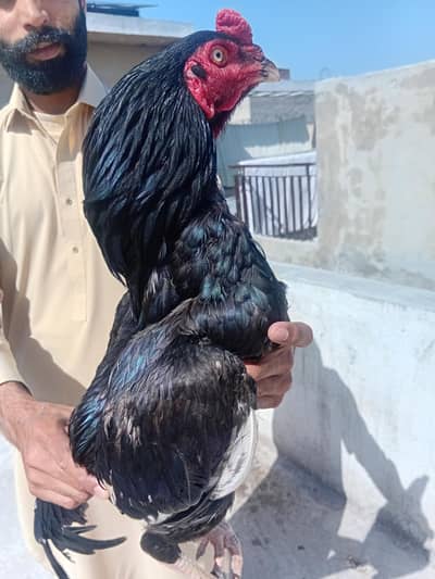 Long Tail Aseel Lasani patha for sale