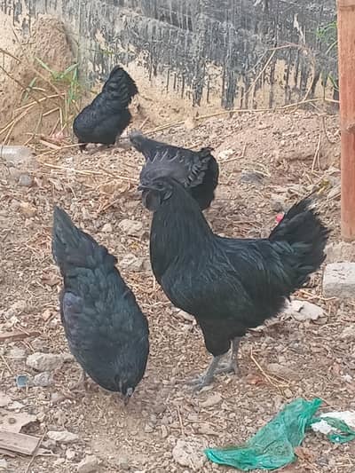 ayam cemani breeding trio