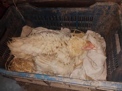 murgi kurk available ha 3000