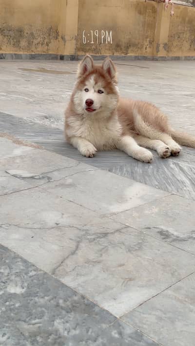Siberian husky puppy 3 month