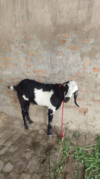 Bakra urgent for sale WhatsApp 0327*47*18*892