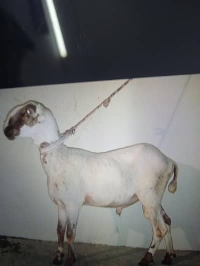 DUMBA FORE SALE ERGENT SALE