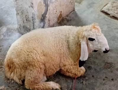 Full Desi dondy Chatry