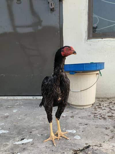 10 Aseel chicks for sale 4000 per piece