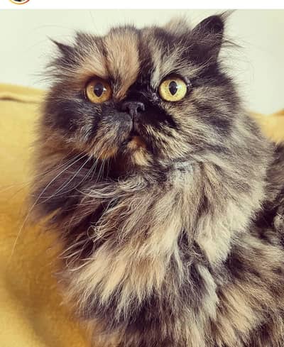 Female persian cat