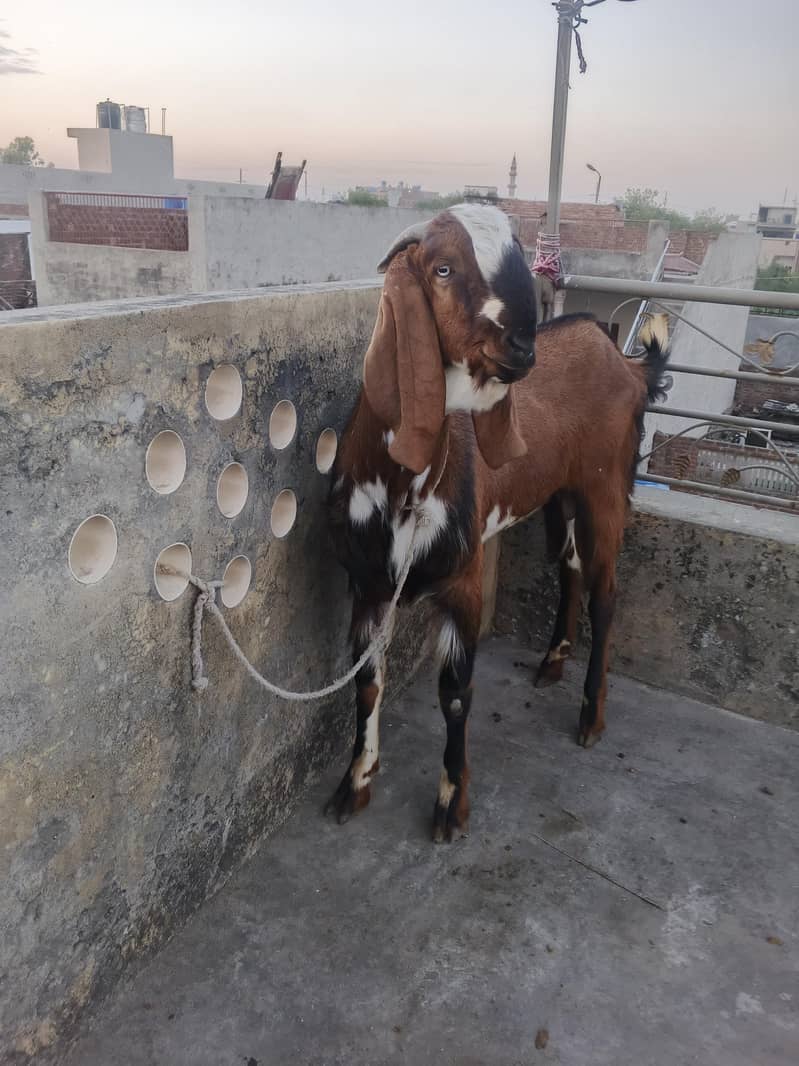 Bakra chatra 0