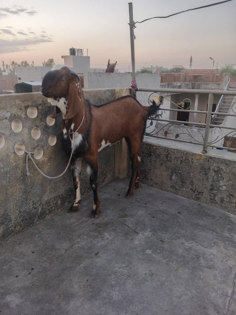 Bakra chatra 2