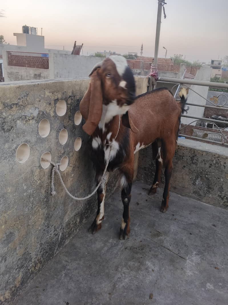 Bakra chatra 3