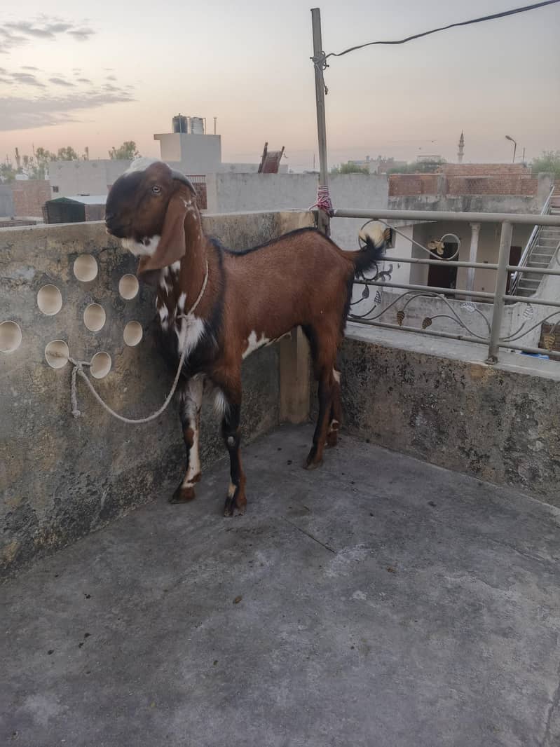 Bakra chatra 4