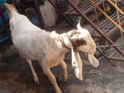 Gulabi Goar for Sell