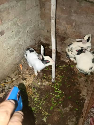 Desi rabbit full braeder piar