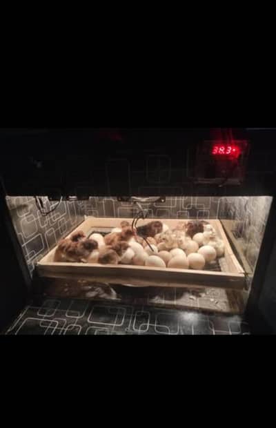 eggs incubator