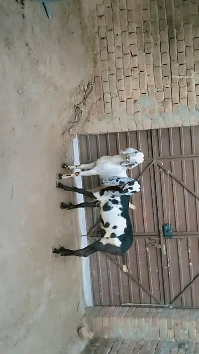 piuer dasi 2 khasi bakray