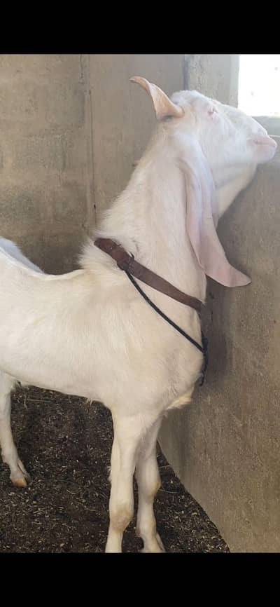 BAKRA BALDE KASSI 2 DANT FRESH  READ DISCRIPTION FISRT