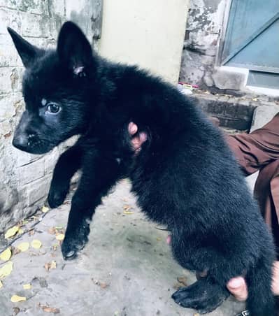 Long coat German shepherd pups for sale