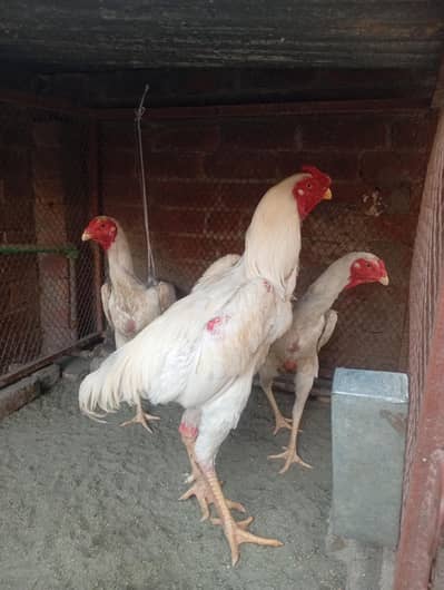 Aseel Shamo chicks Available