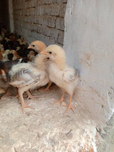 urgent sale dasi misri mix ha  20 din ka ha choza 400 choza ha ek 130