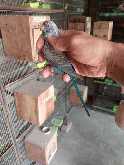 Combo Budgies Pair,  parrot couple