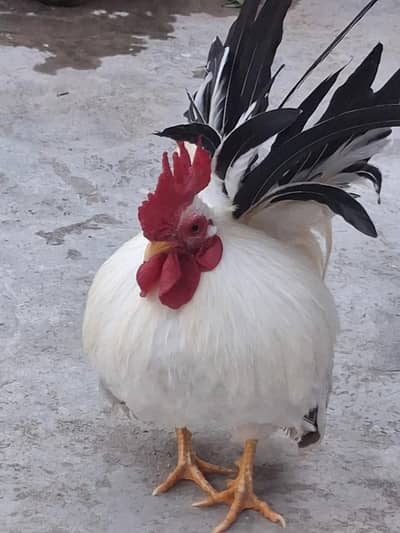 2 Japanese Bantams adult males ( black tail white )