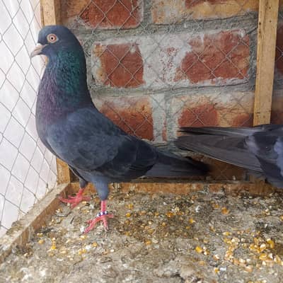 Breeder  Kamanger pair with 2 chiks