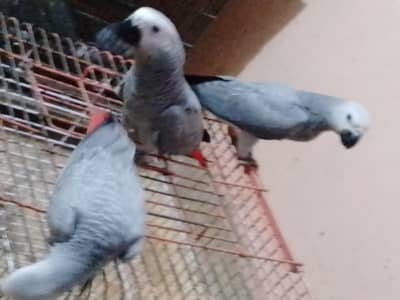 African grey