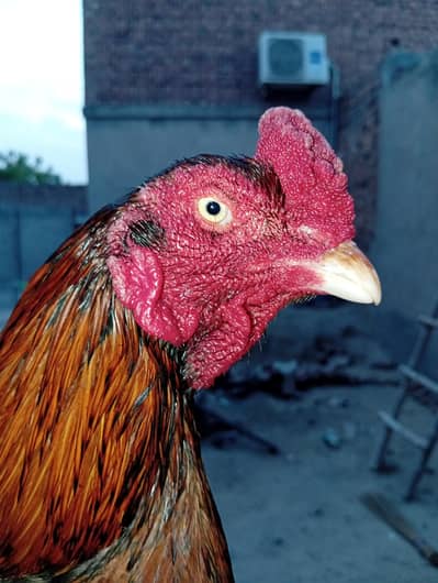 pure Old blood line minawalli