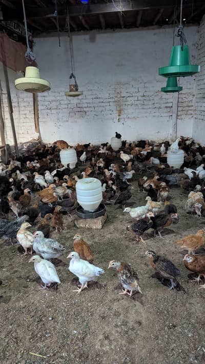 silver golden 900 per kg