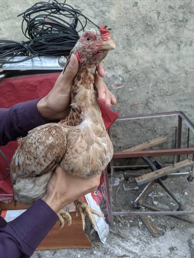 aseel hens ava home breed + vaccinated