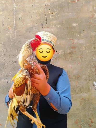 beautiful  shajra aseel