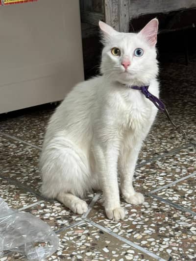 Odd eyes Double coted Male