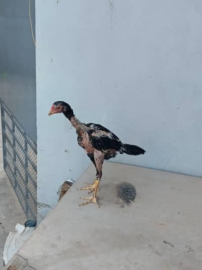 Aseel patha full healthy and active and home breed