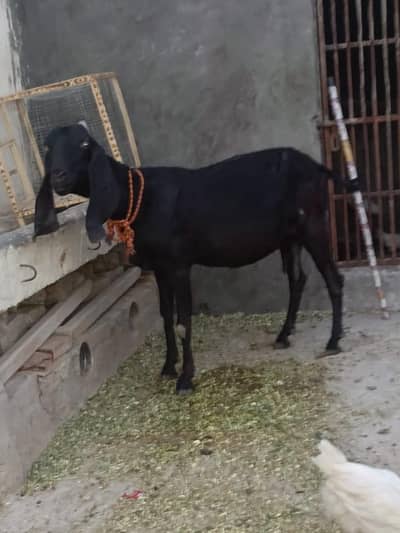 Black goat bakri