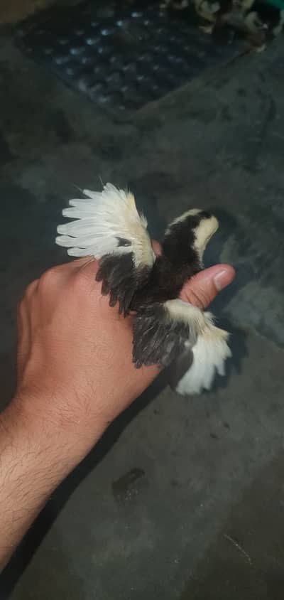 Bantam Chick Molten bantam