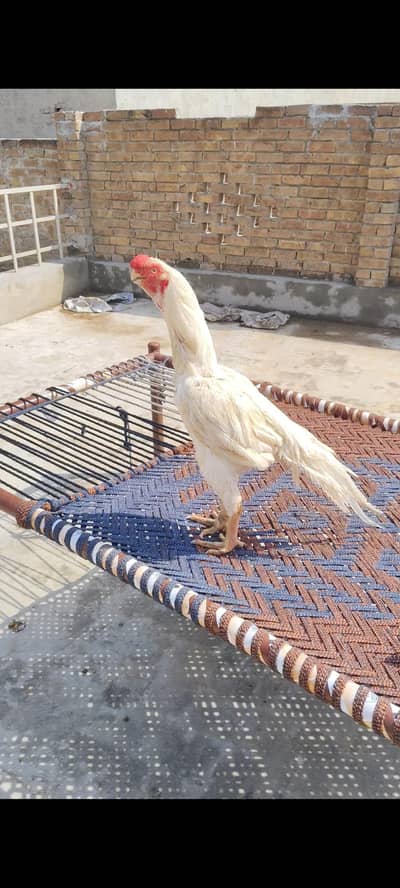 Indian Parrot Beak Aseel