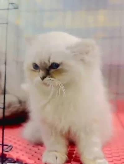 Persian cat triple cod for sale,my WhatsApp 03265565734