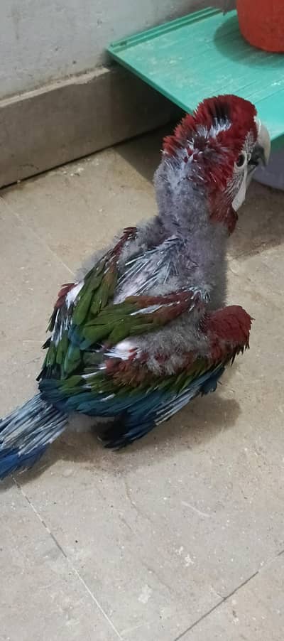 GREEN wing macaw  chick available